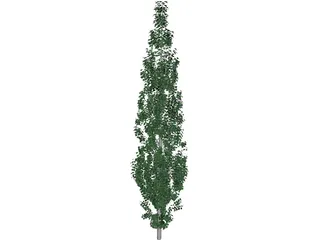 Populus 3D Model preview