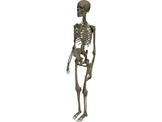 Skeleton Female 3D Model preview