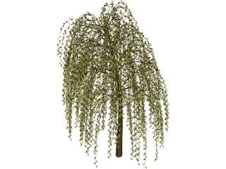 Willow Tree 3D Model preview