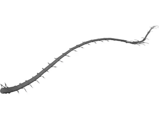 Spinal Cord 3D Model preview