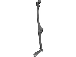 Leg Bone 3D Model preview