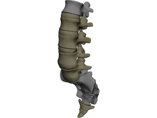 Lumbar Vertebrae Sacrum And Coccyx 3D Model preview