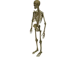Skeleton Male 3D Model preview