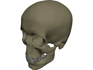 Skull Male 3D Model preview