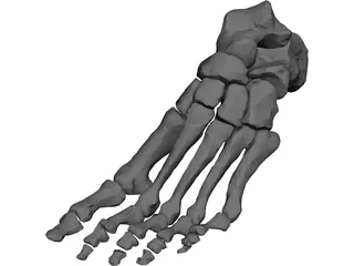 Foot Bone Left 3D Model preview