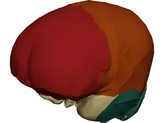 Dura Mater 3D Model preview