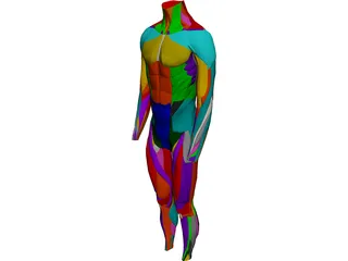Surface Muscles Male 3D Model preview