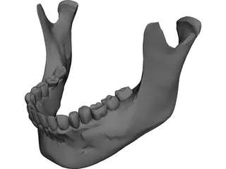 Jaw Lower 3D Model preview