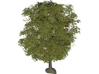 Maple Tree 3D Model preview
