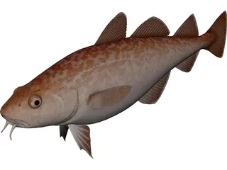 Pacific Cod 3D Model preview