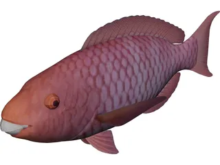Red Parrotfish 3D Model preview