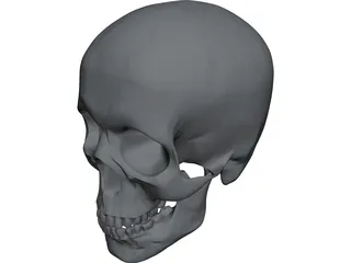 Skull 3D Model preview