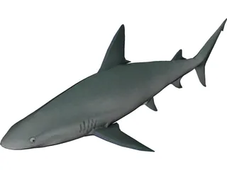 Sandbar Shark 3D Model preview