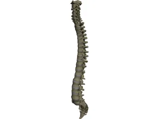 Vertebral Column 3D Model preview