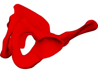 Pelvis Male 3D Model preview