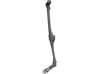Leg Bone Female Right 3D Model preview