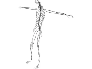 Nervous System 3D Model preview