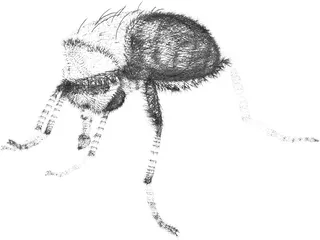 Fly Hair 3D Model preview