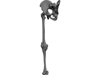 Leg Bone, Knee Joint and Pelvis 3D Model preview