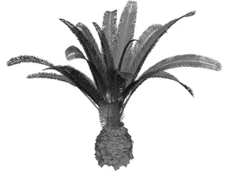 Phoenix Canariensis 3D Model preview