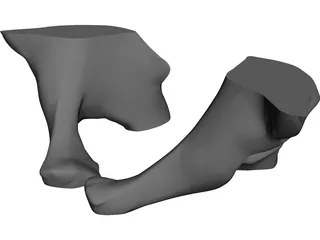 Pelvis 3D Model preview