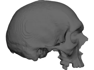 Skull 3D Model preview