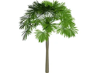 Sabal Palmetto 3D Model preview