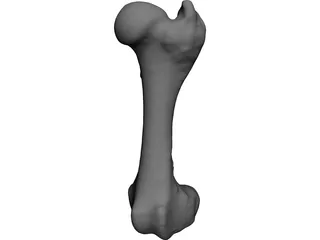 Porcine Femur 3D Model preview