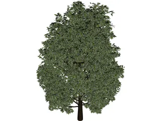Maple Tree 3D Model preview