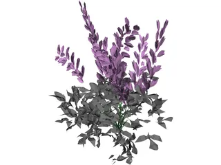 Astilbe Chinensis 3D Model preview