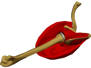 Shoulder Muscle 3D Model preview