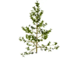 Pine Tree 3D Model preview