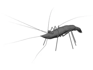 Shrimp 3D Model preview