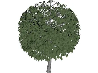 Tree 3D Model preview