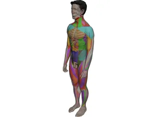 Human Male Complete Anatomy 3D Model preview