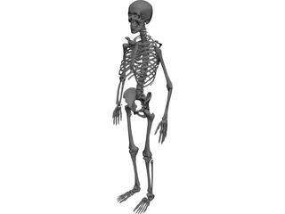 Skeleton Human Male 3D Model preview
