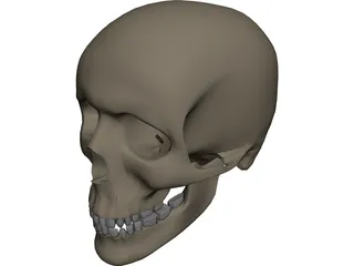 Skull Male 3D Model preview