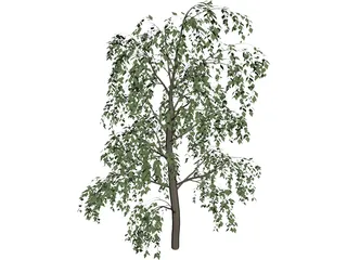 Birch Tree 3D Model preview