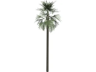 Tree Palm Fan 3D Model preview