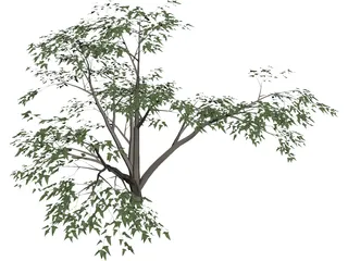 Mesquite Tree 3D Model preview