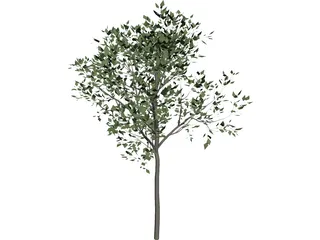 Magnolia Tree 3D Model preview