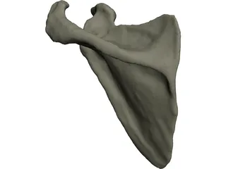 Scapula 3D Model preview
