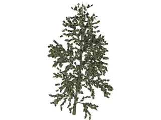 Pioppo Cipressino 3D Model preview