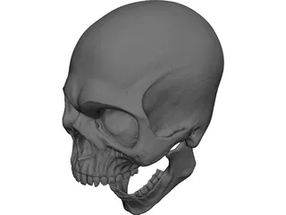Skull Human 3D Model preview