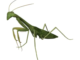 Mantis Praying 3D Model preview