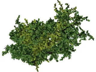 Oak Tree 3D Model preview
