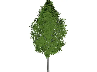 Quaking Aspen (Populus Tremuloides) 3D Model preview