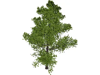 Sassafras 3D Model preview