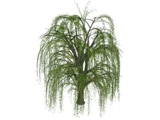 Weeping Willow 3D Model preview