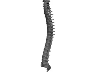 Spine 3D Model preview